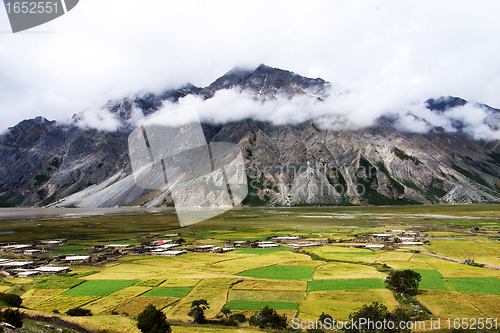 Image of Landscape of wheat fields