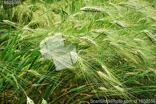 Image of Wheat fields
