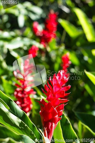 Image of Red flower