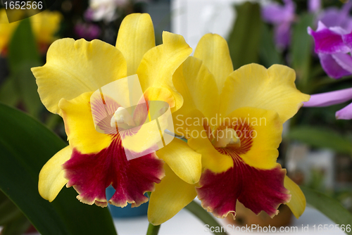 Image of Colored orchid