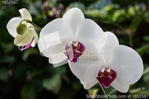 Image of Colored orchid