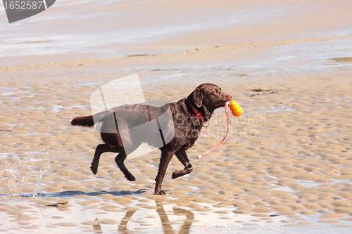 Image of brown labrador playing on a sandy beach