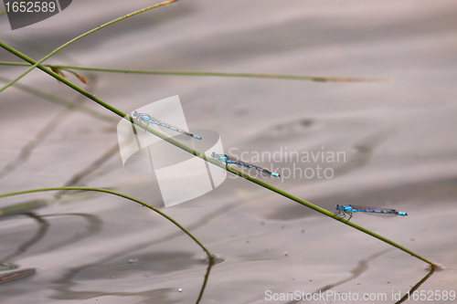 Image of Bluet placed on a reed near the water