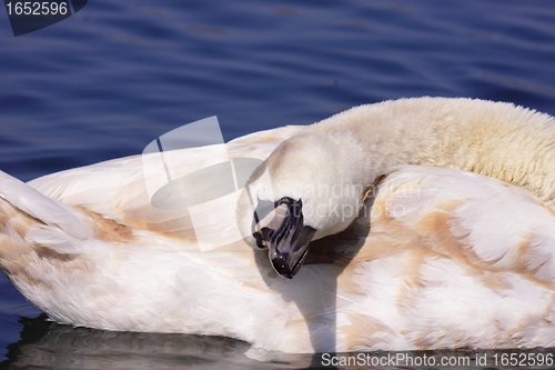 Image of a young mute swan make her toilet. his attitude is soft