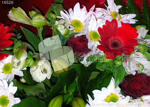 Image of Red and white flowers