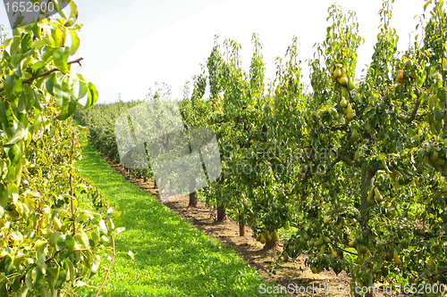 Image of pear trees laden with fruit in an orchard in the sun