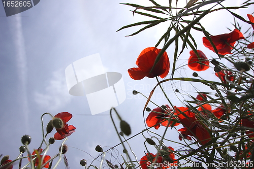 Image of Poppies in perspective against a background of blue sky