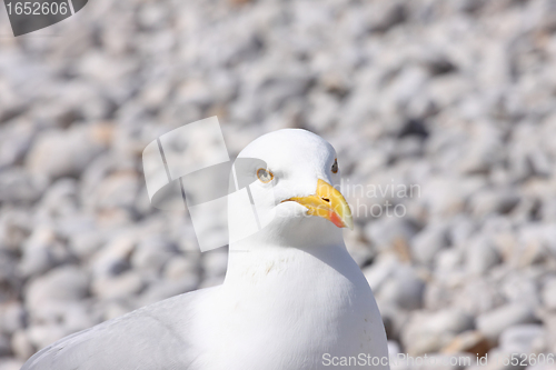 Image of portrait of a seagull on shingle beach