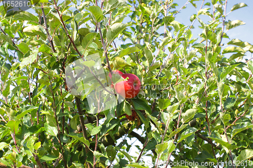 Image of Beautiful red apple on a branch under a blue sky