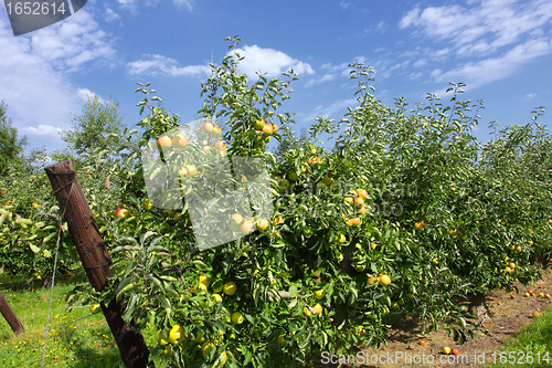 Image of apple trees loaded with apples in an orchard in summer