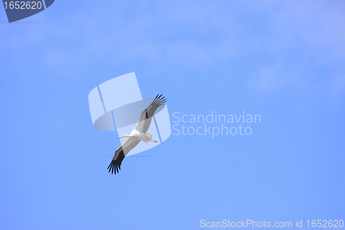 Image of large stork flying in a blue sky