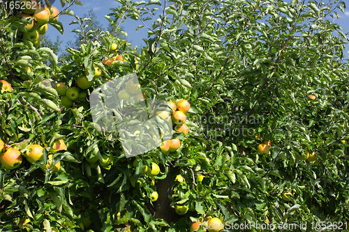 Image of apple trees loaded with apples in an orchard in summer