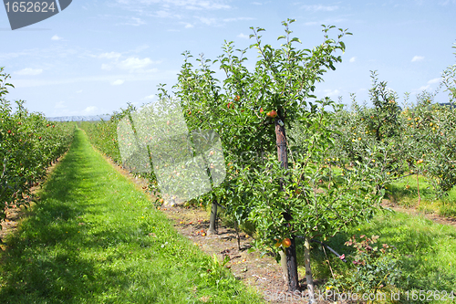 Image of apple trees loaded with apples in an orchard in summer