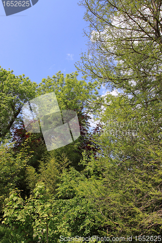 Image of large trees in the garden of Monet at Giverny