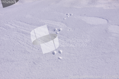 Image of rabbit paw prints in the snow in winter