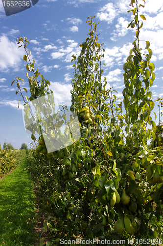 Image of pear trees laden with fruit in an orchard in the sun