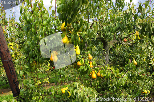 Image of pear trees laden with fruit in an orchard in the sun
