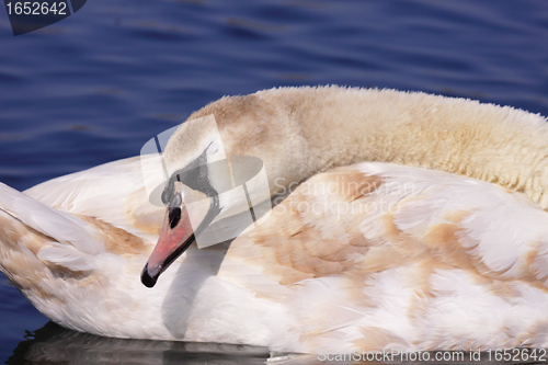 Image of a young mute swan make her toilet. his attitude is soft