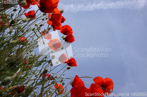 Image of Poppies in perspective against a background of blue sky