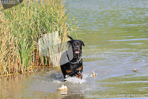 Image of female rottweiler playing in the water of a river