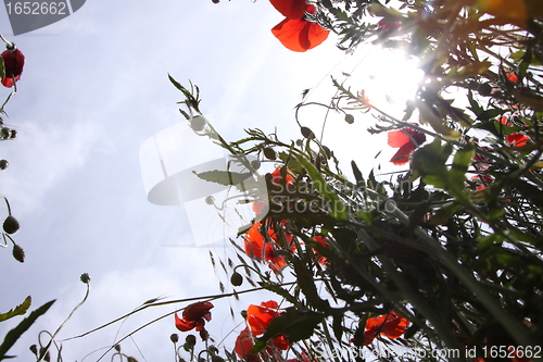 Image of Poppies in perspective against a background of blue sky