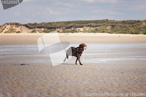 Image of brown labrador playing on a sandy beach