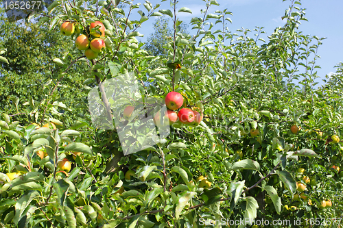 Image of apple trees loaded with apples in an orchard in summer