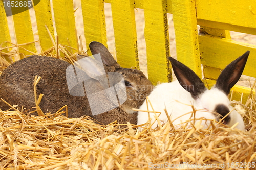 Image of close-up of a white rabbit farm in the straw