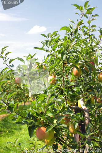 Image of apple trees loaded with apples in an orchard in summer