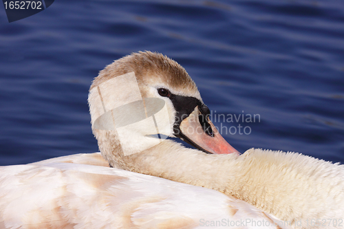 Image of a young mute swan make her toilet. his attitude is soft