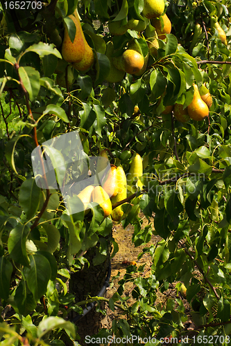 Image of pear trees laden with fruit in an orchard in the sun