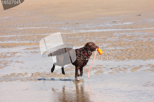 Image of brown labrador playing on a sandy beach