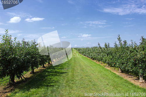 Image of apple trees loaded with apples in an orchard in summer