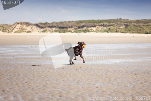 Image of brown labrador playing on a sandy beach