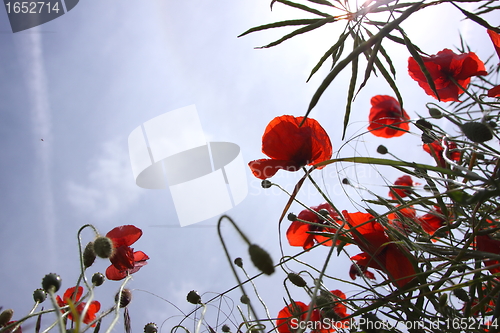 Image of Poppies in perspective against a background of blue sky