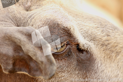 Image of Close one eye and an ear of sheep