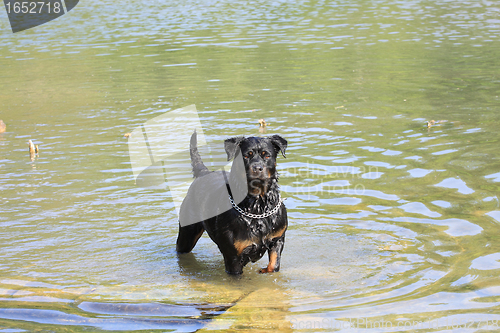 Image of female rottweiler playing in the water of a river