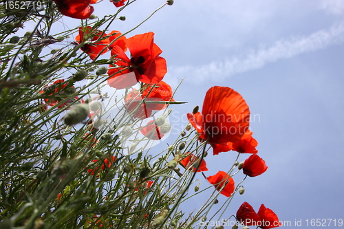 Image of Poppies in perspective against a background of blue sky