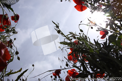 Image of Poppies in perspective against a background of blue sky