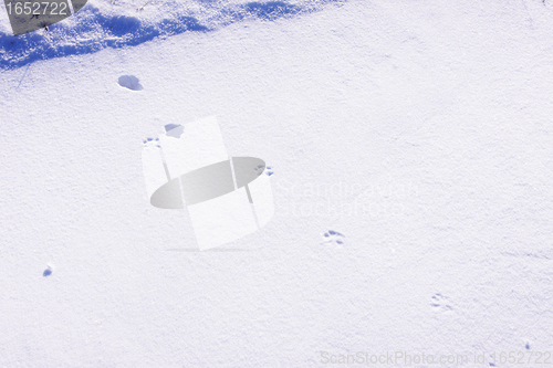 Image of fox paw prints in the snow in winter