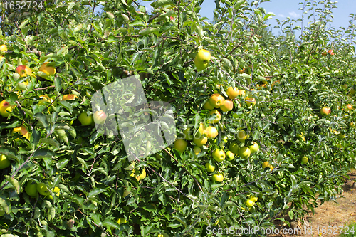 Image of apple trees loaded with apples in an orchard in summer