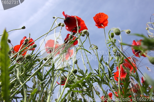 Image of Poppies in perspective against a background of blue sky