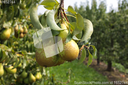 Image of pear trees laden with fruit in an orchard in the sun