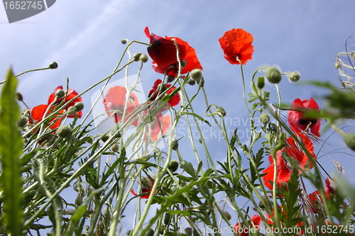 Image of Poppies in perspective against a background of blue sky