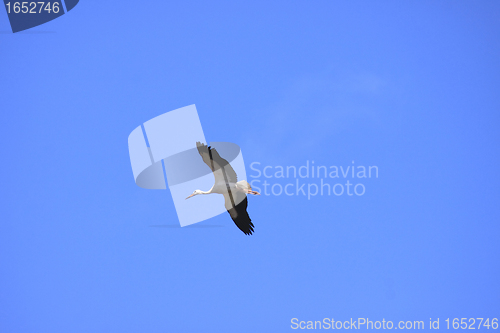 Image of large stork flying in a blue sky