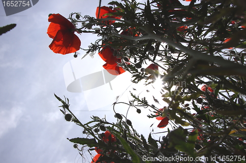 Image of Poppies in perspective against a background of blue sky