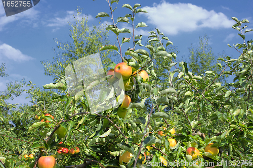 Image of apple trees loaded with apples in an orchard in summer