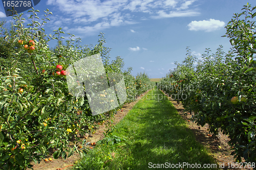 Image of apple trees loaded with apples in an orchard in summer