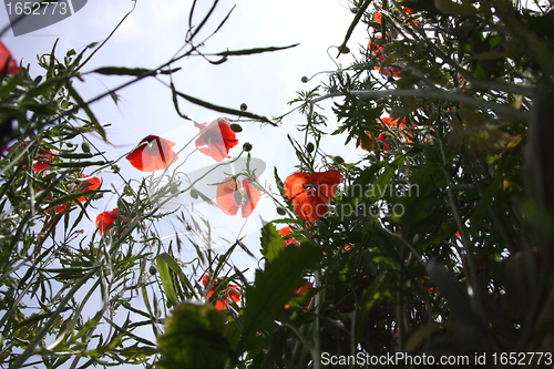 Image of Poppies in perspective against a background of blue sky