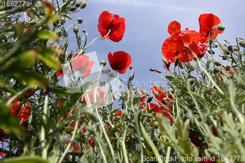 Image of Poppies in perspective against a background of blue sky